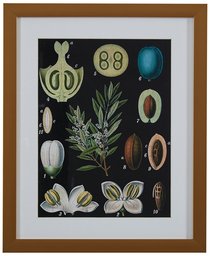 Amazon Brand – Rivet Blue and Green Mid-Century Modern Botanical Anatomy in Gold Frame Print Wall Art, 13